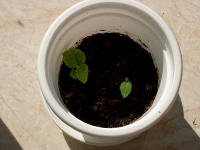 Gamm und Jot am 19.05.2007